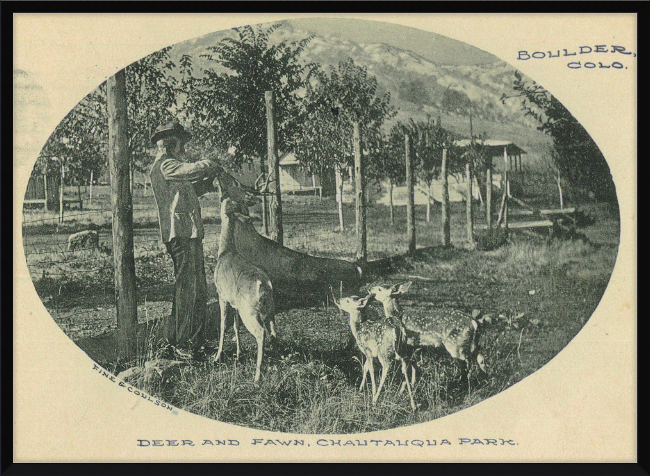 Deer and Fawn, Chautauqua Park, Boulder, CO