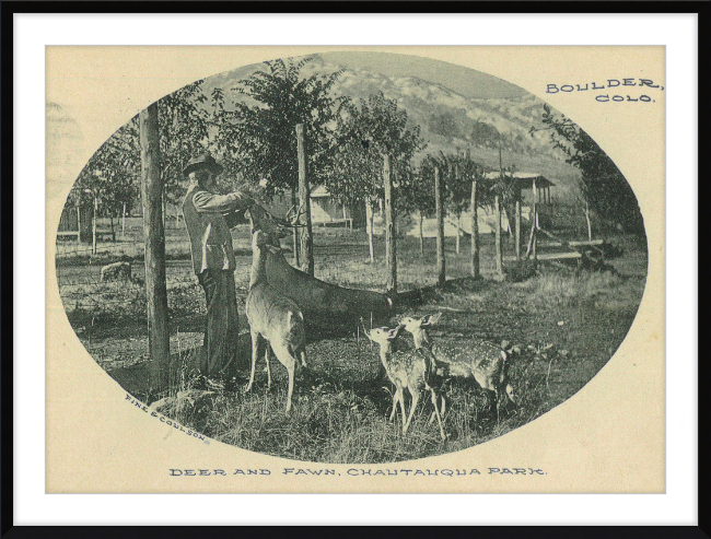 Deer and Fawn, Chautauqua Park, Boulder, CO