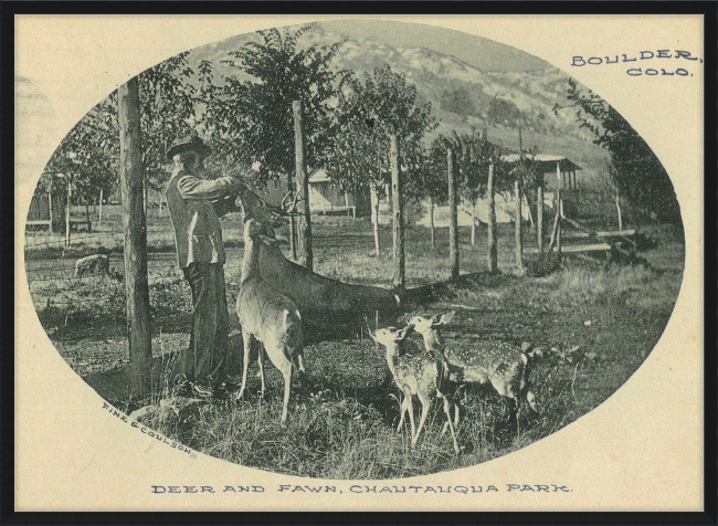 Deer and Fawn, Chautauqua Park, Boulder, CO