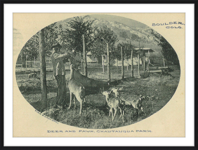 Deer and Fawn, Chautauqua Park, Boulder, CO