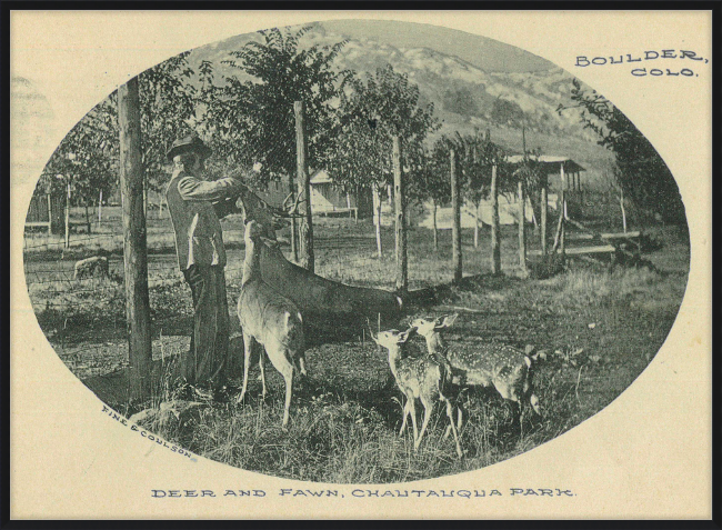 Deer and Fawn, Chautauqua Park, Boulder, CO