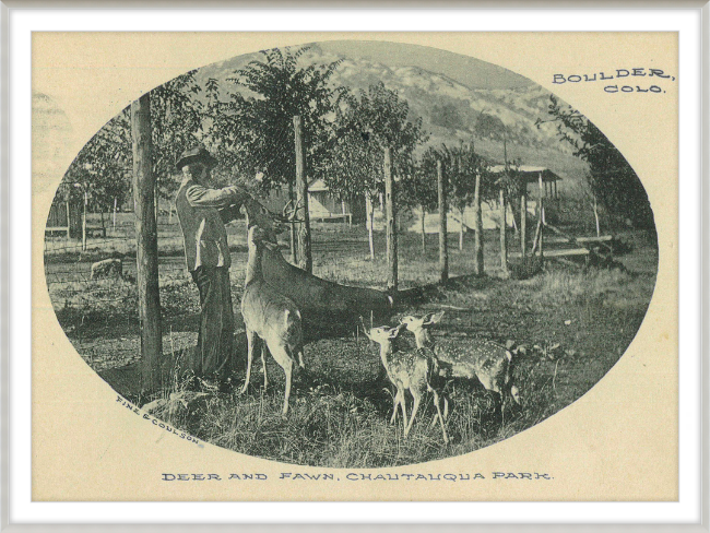 Deer and Fawn, Chautauqua Park, Boulder, CO