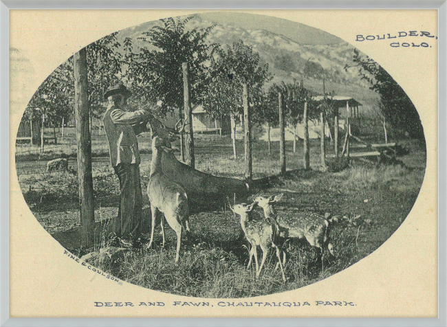 Deer and Fawn, Chautauqua Park, Boulder, CO