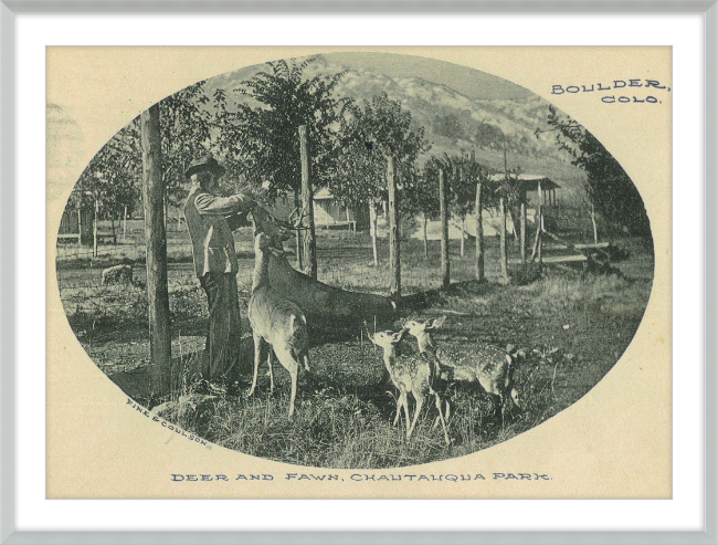 Deer and Fawn, Chautauqua Park, Boulder, CO