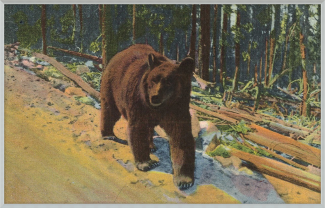 Bear Hitch Hiker