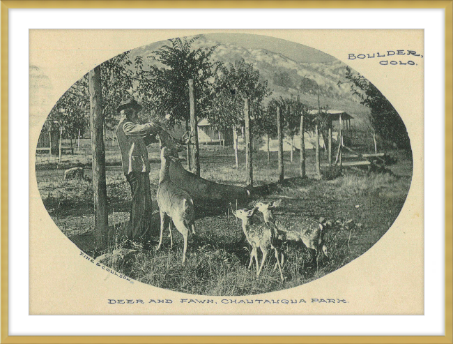 Deer and Fawn, Chautauqua Park, Boulder, CO