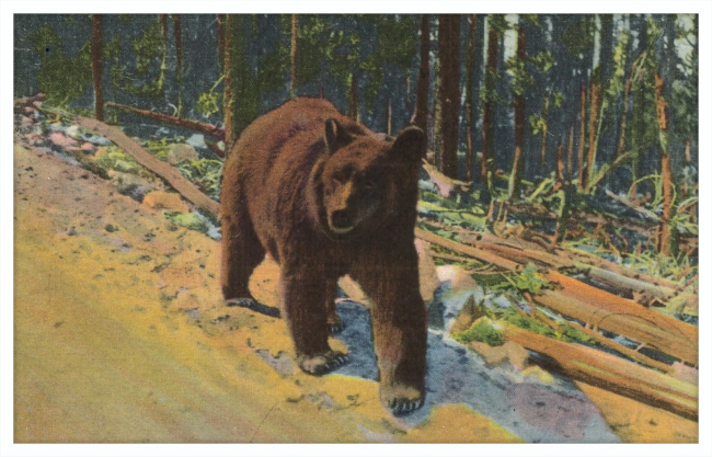 Bear Hitch Hiker