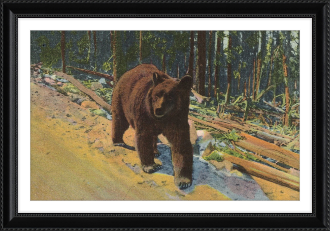 Bear Hitch Hiker