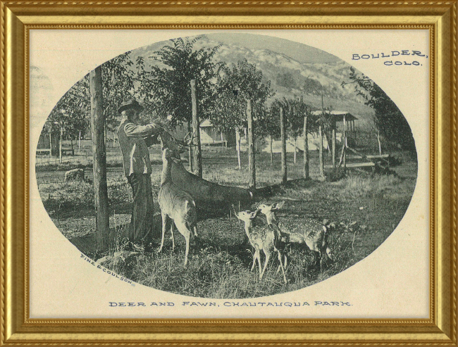 Deer and Fawn, Chautauqua Park, Boulder, CO