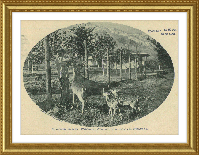 Deer and Fawn, Chautauqua Park, Boulder, CO