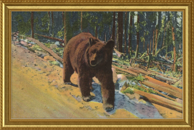 Bear Hitch Hiker