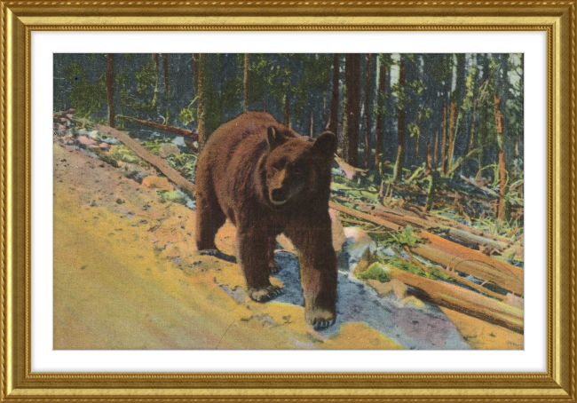 Bear Hitch Hiker