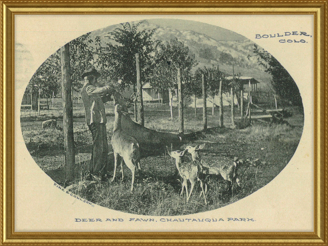 Deer and Fawn, Chautauqua Park, Boulder, CO