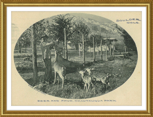 Deer and Fawn, Chautauqua Park, Boulder, CO