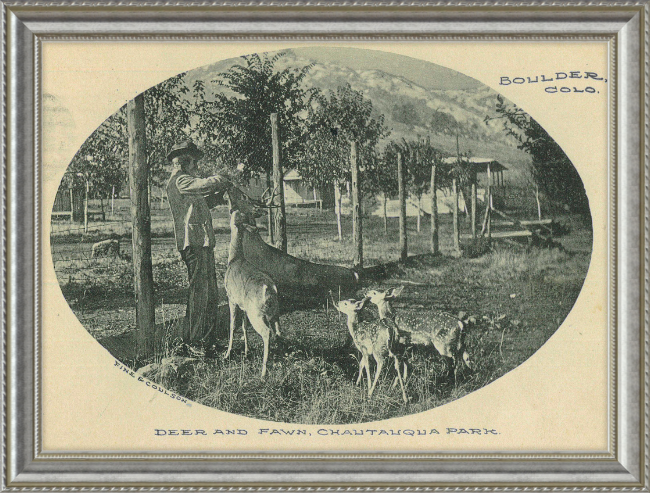 Deer and Fawn, Chautauqua Park, Boulder, CO