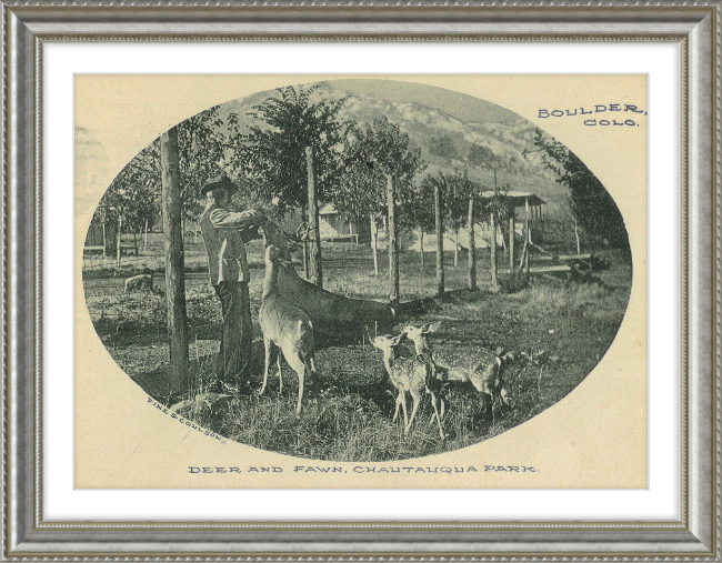 Deer and Fawn, Chautauqua Park, Boulder, CO