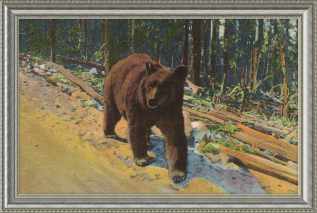 Bear Hitch Hiker