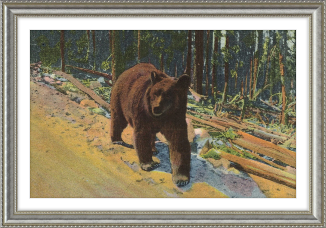 Bear Hitch Hiker