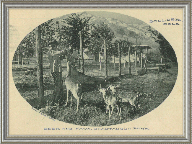 Deer and Fawn, Chautauqua Park, Boulder, CO