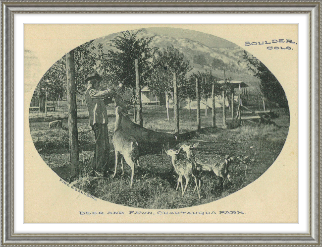 Deer and Fawn, Chautauqua Park, Boulder, CO