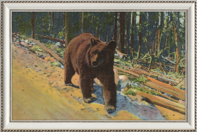 Bear Hitch Hiker