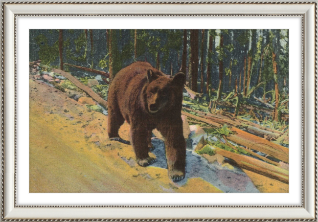 Bear Hitch Hiker