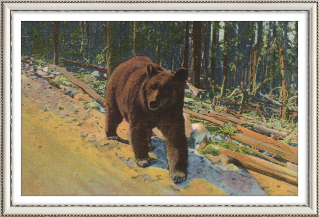 Bear Hitch Hiker