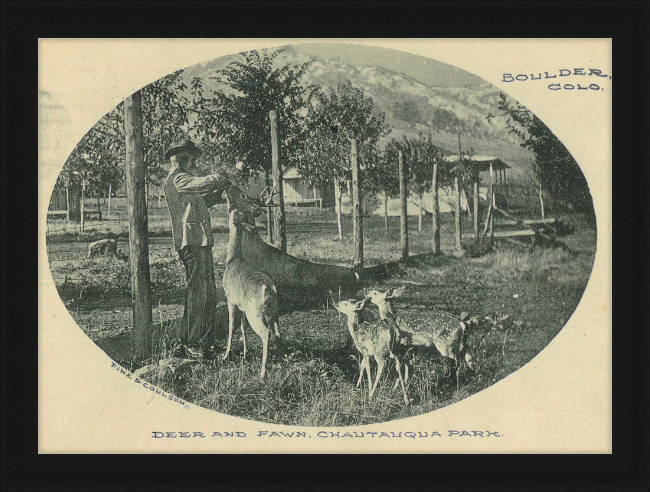 Deer and Fawn, Chautauqua Park, Boulder, CO