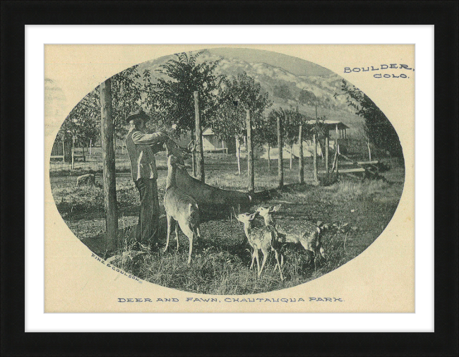 Deer and Fawn, Chautauqua Park, Boulder, CO