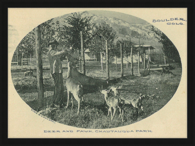 Deer and Fawn, Chautauqua Park, Boulder, CO