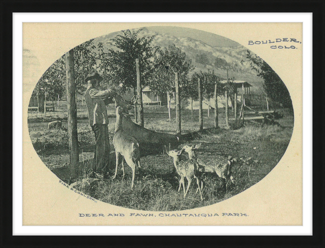 Deer and Fawn, Chautauqua Park, Boulder, CO