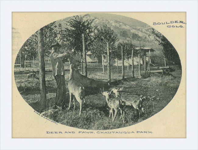 Deer and Fawn, Chautauqua Park, Boulder, CO