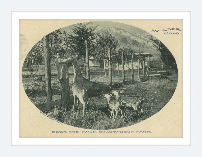 Deer and Fawn, Chautauqua Park, Boulder, CO