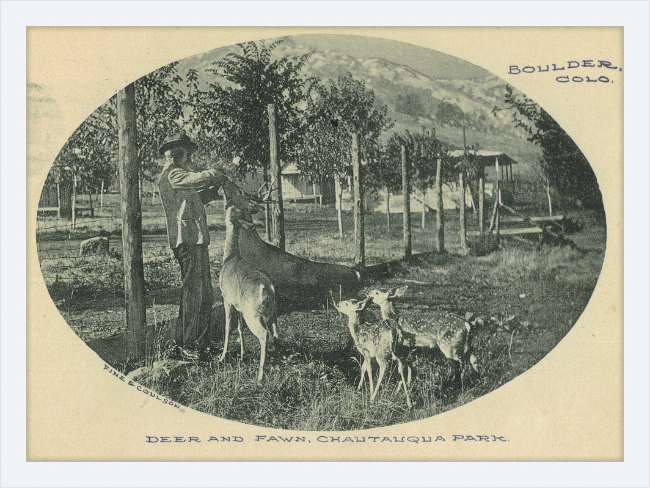 Deer and Fawn, Chautauqua Park, Boulder, CO