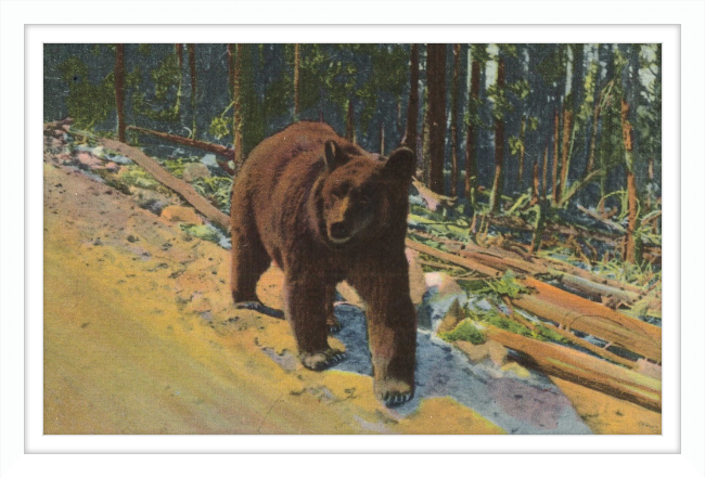 Bear Hitch Hiker