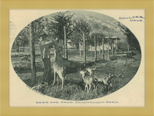 Deer and Fawn, Chautauqua Park, Boulder, CO