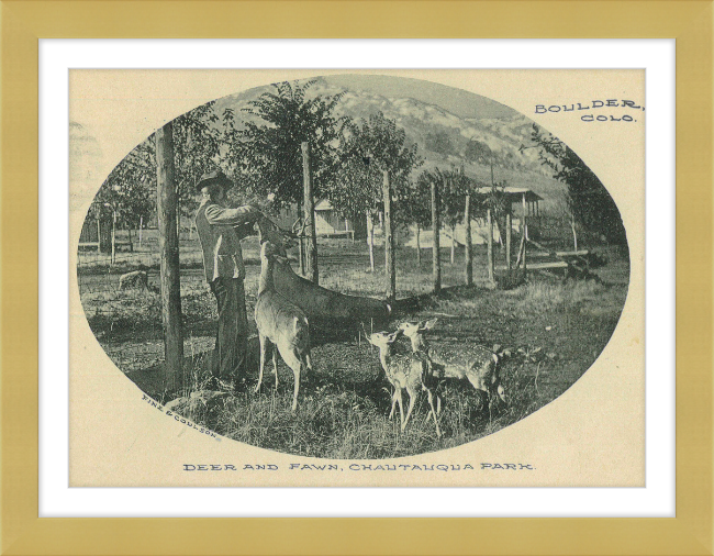 Deer and Fawn, Chautauqua Park, Boulder, CO