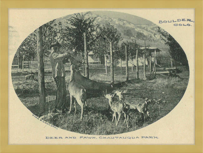 Deer and Fawn, Chautauqua Park, Boulder, CO