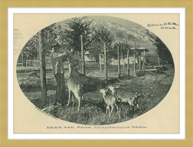 Deer and Fawn, Chautauqua Park, Boulder, CO