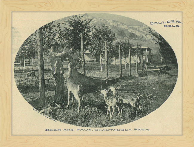 Deer and Fawn, Chautauqua Park, Boulder, CO