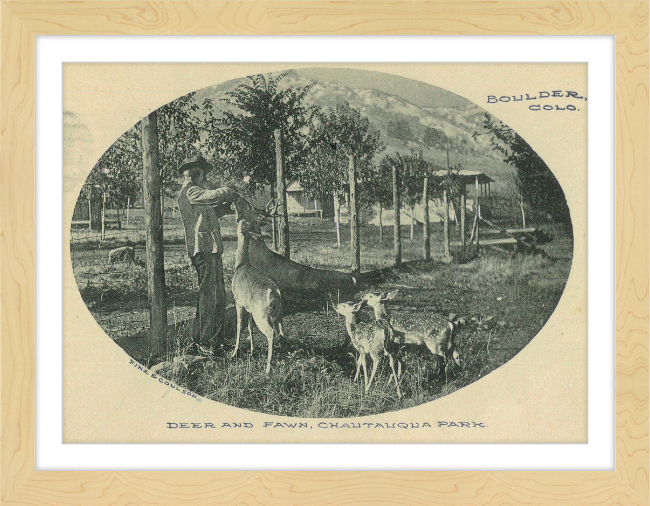 Deer and Fawn, Chautauqua Park, Boulder, CO