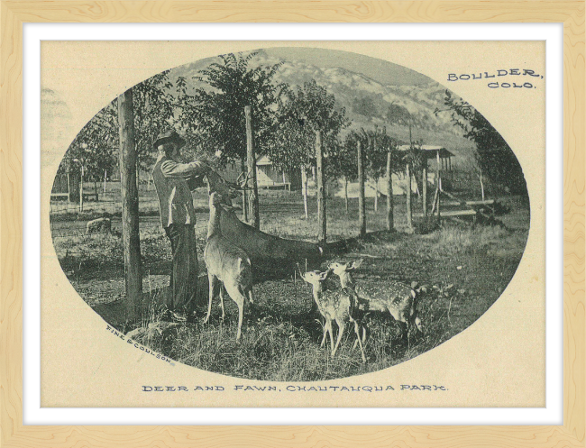 Deer and Fawn, Chautauqua Park, Boulder, CO