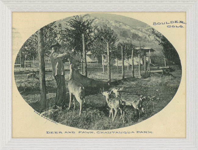 Deer and Fawn, Chautauqua Park, Boulder, CO