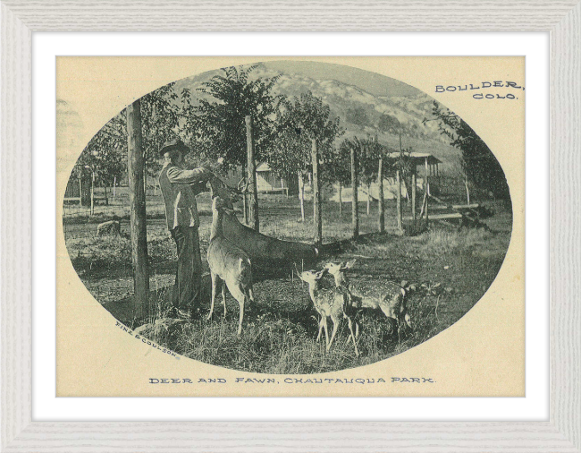 Deer and Fawn, Chautauqua Park, Boulder, CO