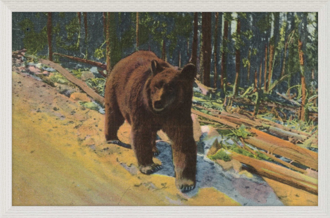 Bear Hitch Hiker